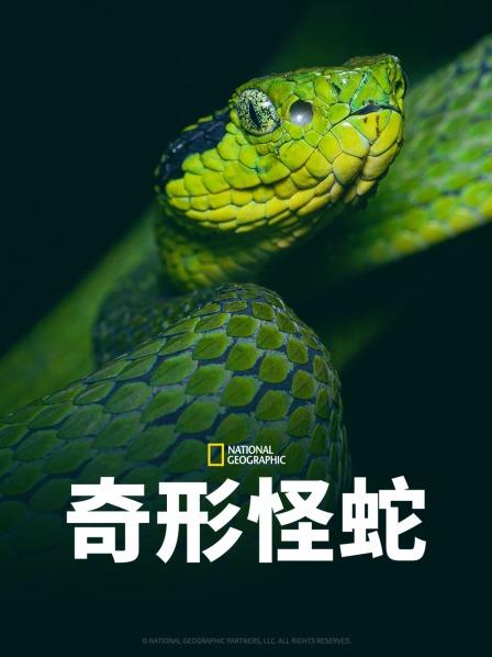 麻豆视频官网《奇形怪蛇》免费在线观看